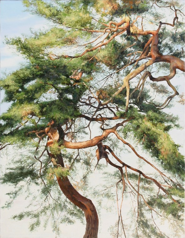 윤상천- 소산리 소나무